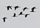 Zwarte ibis   A.Bender : SPANJE 2012 60D